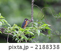 カワセミ「雌」