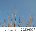 柿の枝