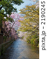 東山　祇園白川の桜