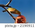 メジロと柿