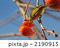 メジロと柿