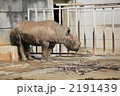 サイ