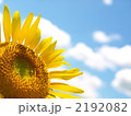 ひまわり