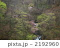 鳥海山　ヤマザクラと新緑