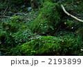 苔の林床