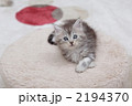 リラックスして様子を伺う仔猫
