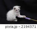 ねこじゃらしで遊ぶ仔猫