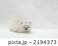 居眠りをする仔猫