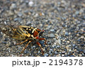 コエゾゼミ