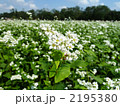 ソバの花