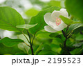オオヤマレンゲの花