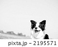 ボーダーコリー　ニコニコスマイル