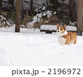 雪の公園に立つコーギー