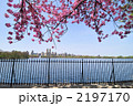 春のセントラルパーク、八重桜と貯水池