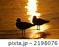 波打ち際の2羽のカモメ