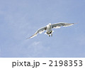 滑空するウミネコ