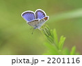 ヒメシジミ