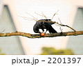 柿食うカラス