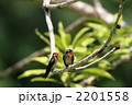 リュウキュウツバメ