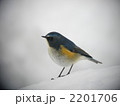 ルリビタキと雪