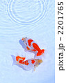 金魚