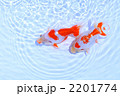 金魚