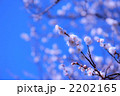 早春