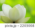 白蓮の蓮華座