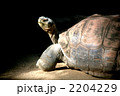 ゾウガメ