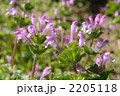 3月　ホトケノザ・シソ科12