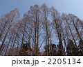 3月　メタセコイヤ・スギ科07