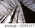 3月　メタセコイヤ・スギ科10