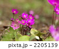 3月　ユキワリソウ・キンポウゲ科26