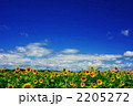 向日葵