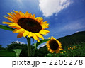 向日葵