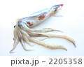 青森県産のいか