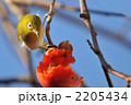 柿とメジロ