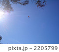 モナークバタフライ