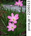 ピンク色の花