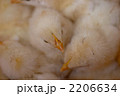 ヒナ