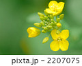 菜の花