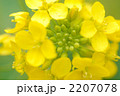 菜の花