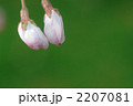 さくらの蕾