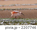 トキ 2207746