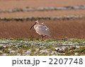 トキ 2207748