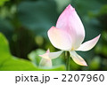 蓮