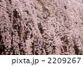 シダレザクラ 12