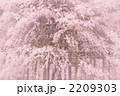 シダレザクラ 13