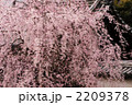 シダレザクラ 18