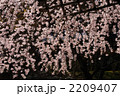 シダレザクラ 19